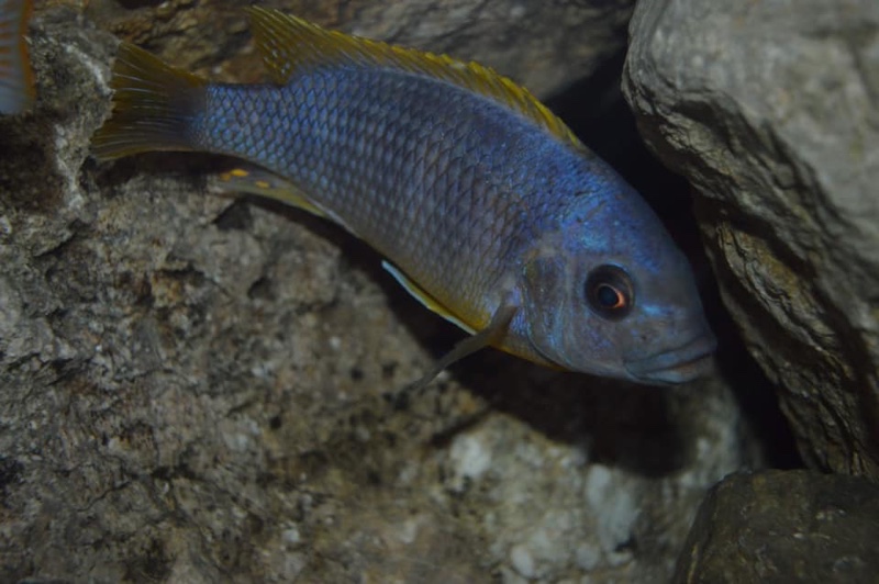 Petrotilapia sp. 'chitimba' Chitimba Bay